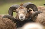 Ouessant ram gezocht, Dieren en Toebehoren, Schapen, Geiten en Varkens, Mannelijk, Schaap