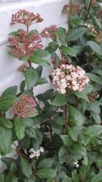 viburnum Tinus, Ophalen, Zomer, Vaste plant, Volle zon