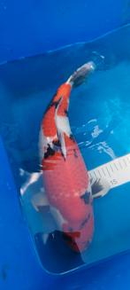 Japanse koi, Dieren en Toebehoren