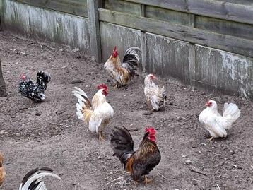 mooie Serama haantjes, Mâle, Poule ou poulet