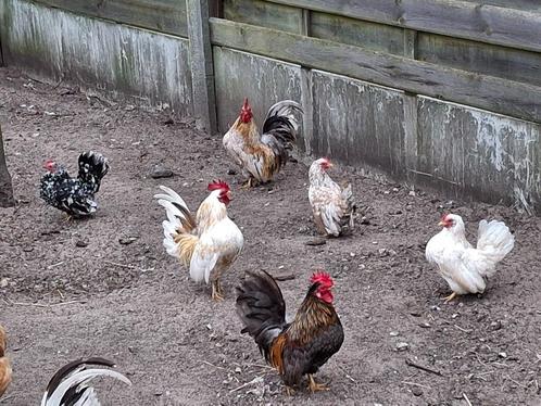 mooie Serama haantjes, Dieren en Toebehoren, Pluimvee, Kip, Mannelijk