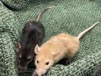 Dwergrat mannetjes dumbo, Dieren en Toebehoren, Knaagdieren, Rat, Mannelijk, Mei, Tam