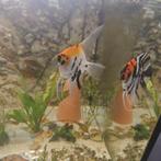 Bewezen koppel koi maanvissen, Dieren en Toebehoren