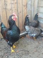 Barnevelder haan met 3 dubbelgezoomde hennen., Dieren en Toebehoren, Pluimvee, Meerdere dieren, Kip