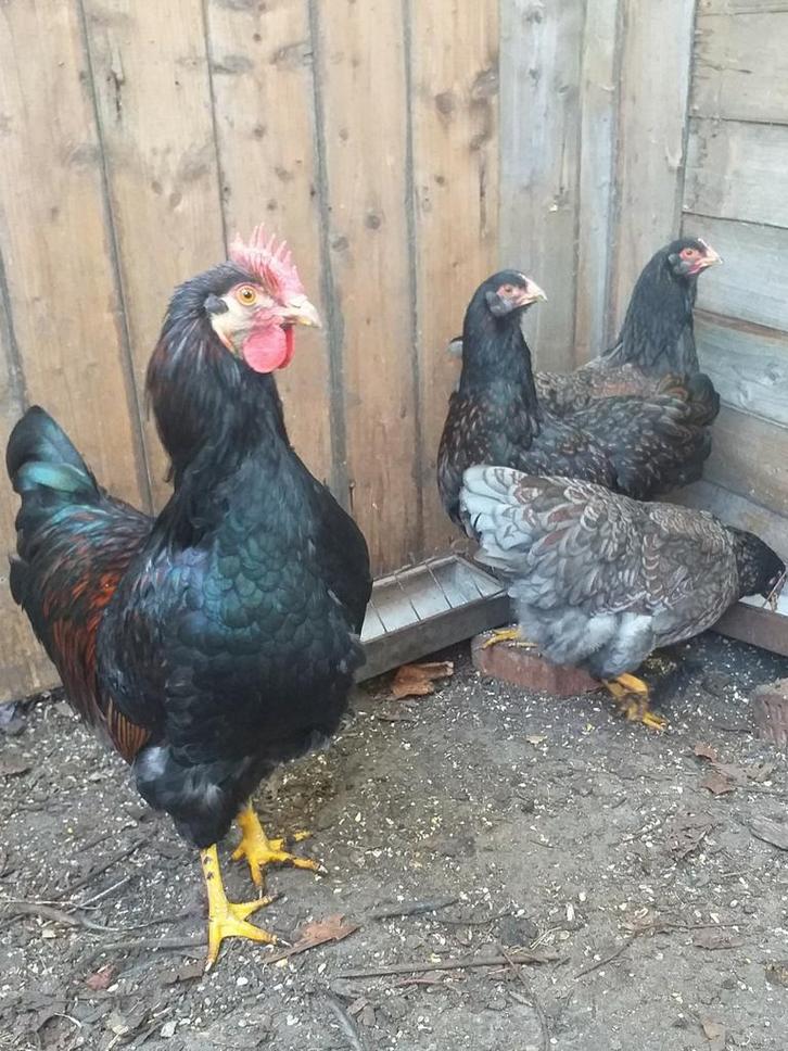 Barnevelder haan met 3 dubbelgezoomde hennen., Dieren en Toebehoren, Pluimvee, Kip, Meerdere dieren