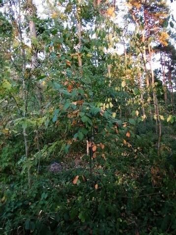 Amerikaanse krentenboompje (Amelanchier lamarckii) of krent beschikbaar voor biedingen