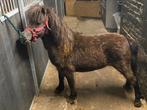 Mooi merrie, Dieren en Toebehoren, Merrie, B pony (1.17m tot 1.27m), 11 jaar of ouder