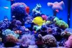 Spons, Dieren en Toebehoren, Vissen | Aquariumvissen
