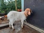 Boeregeit, Dieren en Toebehoren, Mannelijk, Geit, 0 tot 2 jaar