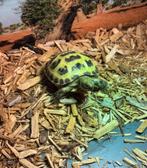 vierteenlandschildpad + open terrarium + toebehoren, Dieren en Toebehoren, Schildpad, Met terrarium, 0 tot 2 jaar