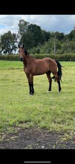 7jarig amateur/springpaard, Dieren en Toebehoren, Paarden, Springpaard, B, Gechipt, Ruin