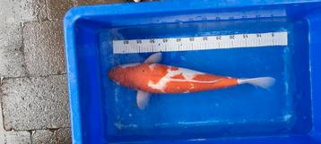 Kohaku 59cm kweker Momotaru yonsai koi.  beschikbaar voor biedingen