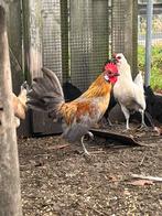 Hollandse Jonge krielen te koop, Dieren en Toebehoren, Pluimvee