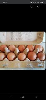 Scharrel eieren, Dieren en Toebehoren, Ophalen