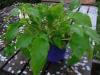 Grote plant Smeerwortel 'Wisley Blue', Ophalen, Vaste plant, Halfschaduw, Kruiden