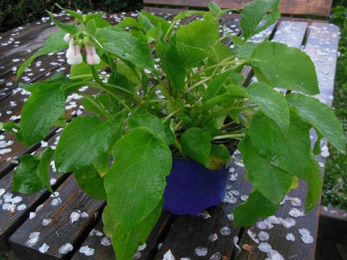 Grote plant Smeerwortel 'Wisley Blue', Tuin en Terras, Planten | Tuinplanten, Vaste plant, Kruiden, Halfschaduw, Lente, Ophalen