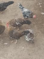 Broedeieren van Engelse krieltjes, Dieren en Toebehoren, Pluimvee, Kip