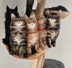 Maine coon xxl kittens met kampioen stamboom Russisch lijn, Dieren en Toebehoren, Katten en Kittens | Raskatten | Langhaar, Meerdere dieren