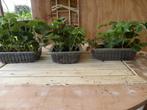 FRAMBOOS_AARDBEIPLANTEN, Ophalen
