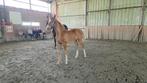 Veulen/paard, Dieren en Toebehoren, Paarden, Springpaard, Minder dan 160 cm, Gechipt, 0 tot 2 jaar