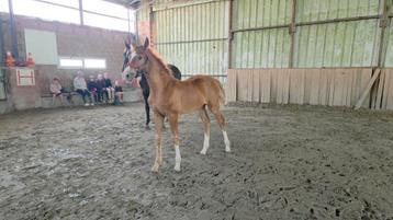 Veulen/paard, Moins de 160 cm, 0 à 2 ans, Vermifugé, Étalon