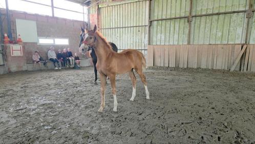 Veulen/paard, Dieren en Toebehoren, Paarden, Hengst, Onbeleerd, Minder dan 160 cm, 0 tot 2 jaar, Springpaard, Met stamboom, Gechipt