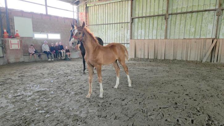 Veulen/paard, Dieren en Toebehoren, Paarden, Hengst, Onbeleerd, Minder dan 160 cm, 0 tot 2 jaar, Springpaard, Met stamboom, Gechipt