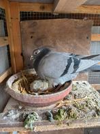 Jonge reisduiven, Animaux & Accessoires, Oiseaux | Pigeons