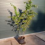 Parrotia meerstam ijzerhout, Ophalen of Verzenden, In pot