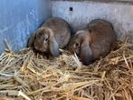 nederlandse dwerghangoor konijnen, Dieren en Toebehoren, Geslacht onbekend, Dwerg, Hangoor, 0 tot 2 jaar