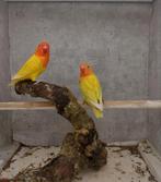 Lutino fischeri's, Dieren en Toebehoren, Vogels | Parkieten en Papegaaien