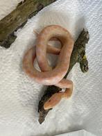 Epicrates chenchria maurus albino, Serpent, Avec terrarium, 0 à 2 ans