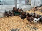 Wyandotte kriel kippen in vele kleuren, Dieren en Toebehoren, Pluimvee, Vrouwelijk, Kip