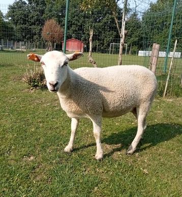 Schapen te koop  beschikbaar voor biedingen