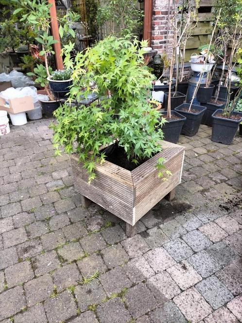 Mooie hardhouten plantenbak met Japanse esdoorn, Jardin & Terrasse, Bacs à fleurs & Jardinières, Comme neuf, Enlèvement ou Envoi