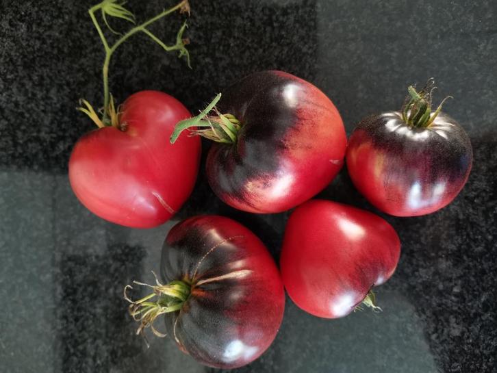 5 zaden tomaat Sgt Pepper's - biologisch, Tuin en Terras, Bloembollen en Zaden, Zaad, Voorjaar, Verzenden