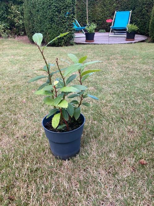 KEUKENLAURIER PLANT, Tuin en Terras, Planten | Tuinplanten, Vaste plant, Kruiden, Ophalen of Verzenden