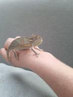 Jemen kameleon man €75