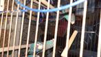 5 oiseaux avec cage, Animaux & Accessoires, Utilisé, Enlèvement ou Envoi, Métal, Cage à oiseaux