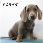 Teckel (korthaar) pups te koop, Dieren en Toebehoren, Honden | Teckels en Dashonden, 15 weken tot 1 jaar, Handelaar, CDV (hondenziekte)