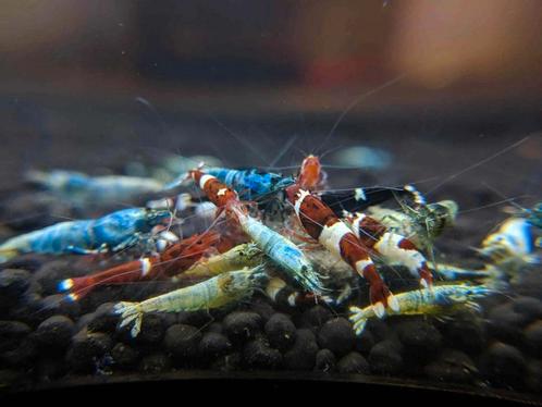 Caridina mix garnalen, Animaux & Accessoires, Poissons | Poissons d'aquarium