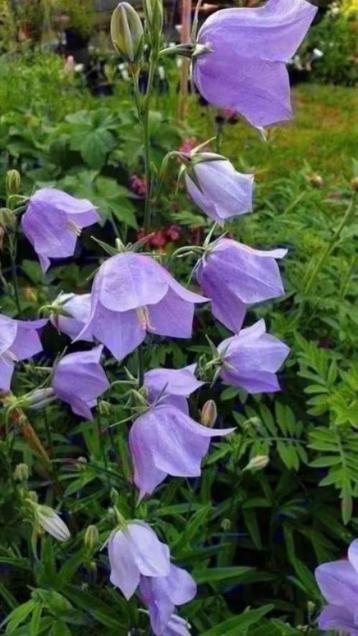 Campanula persicifolia, bijen-vlinderplant laatste  beschikbaar voor biedingen