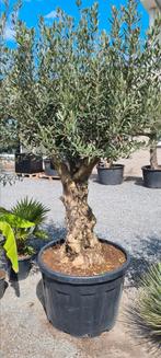 Olijfboom Olea Europaea Bonsai vertakt, Ophalen, Olijfboom