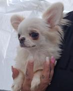 Mini chihuahua meisje 6 maanden  1400 gram, Un chien, Belgique, Éleveur | Loisir, Parvovirose