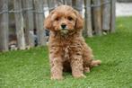 Prachtige Cavapoo pups (abrikoos en rood), België, Overige rassen, CDV (hondenziekte), 8 tot 15 weken