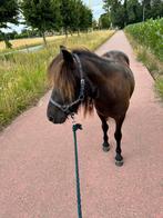 Leuke pony, Dieren en Toebehoren, Gechipt, Ruin, 0 tot 2 jaar, A pony (tot 1.17m)