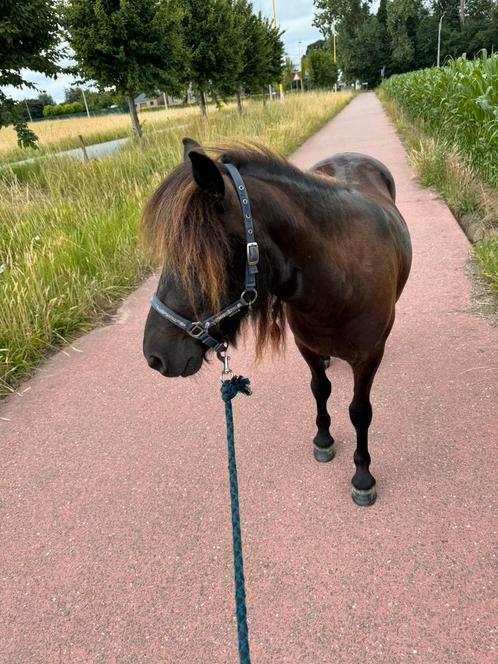 Leuke pony, Dieren en Toebehoren, Pony's, Ruin, Onbeleerd, A pony (tot 1.17m), Recreatiepony, 0 tot 2 jaar, Gechipt, Ontwormd