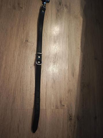 Halsband hond  beschikbaar voor biedingen
