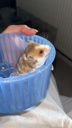 Hamsters te koop