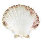 10 pétoncles, Enlèvement ou Envoi, Neuf, Matériel